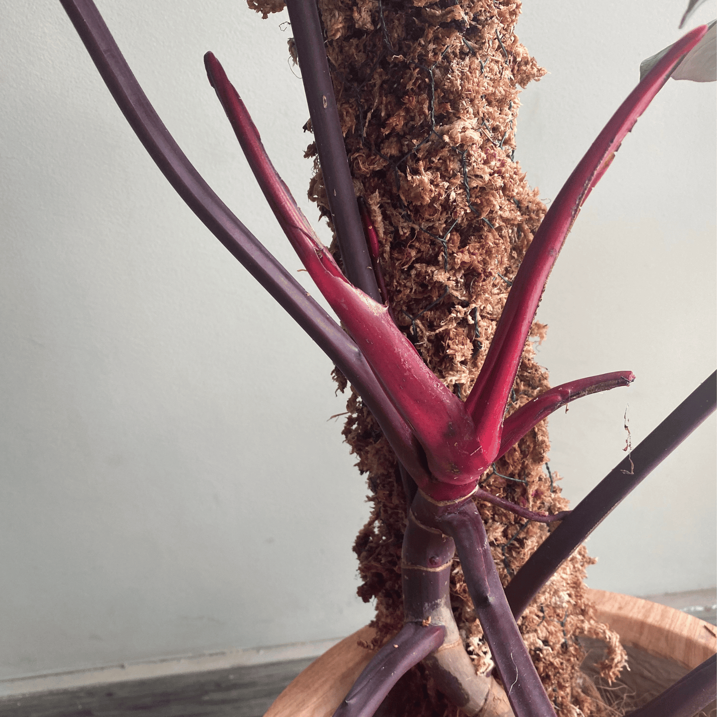 Moss Pole / Totem / Tutor para plantas