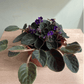 Violeta Africana - Belleza Exquisita en una Maceta