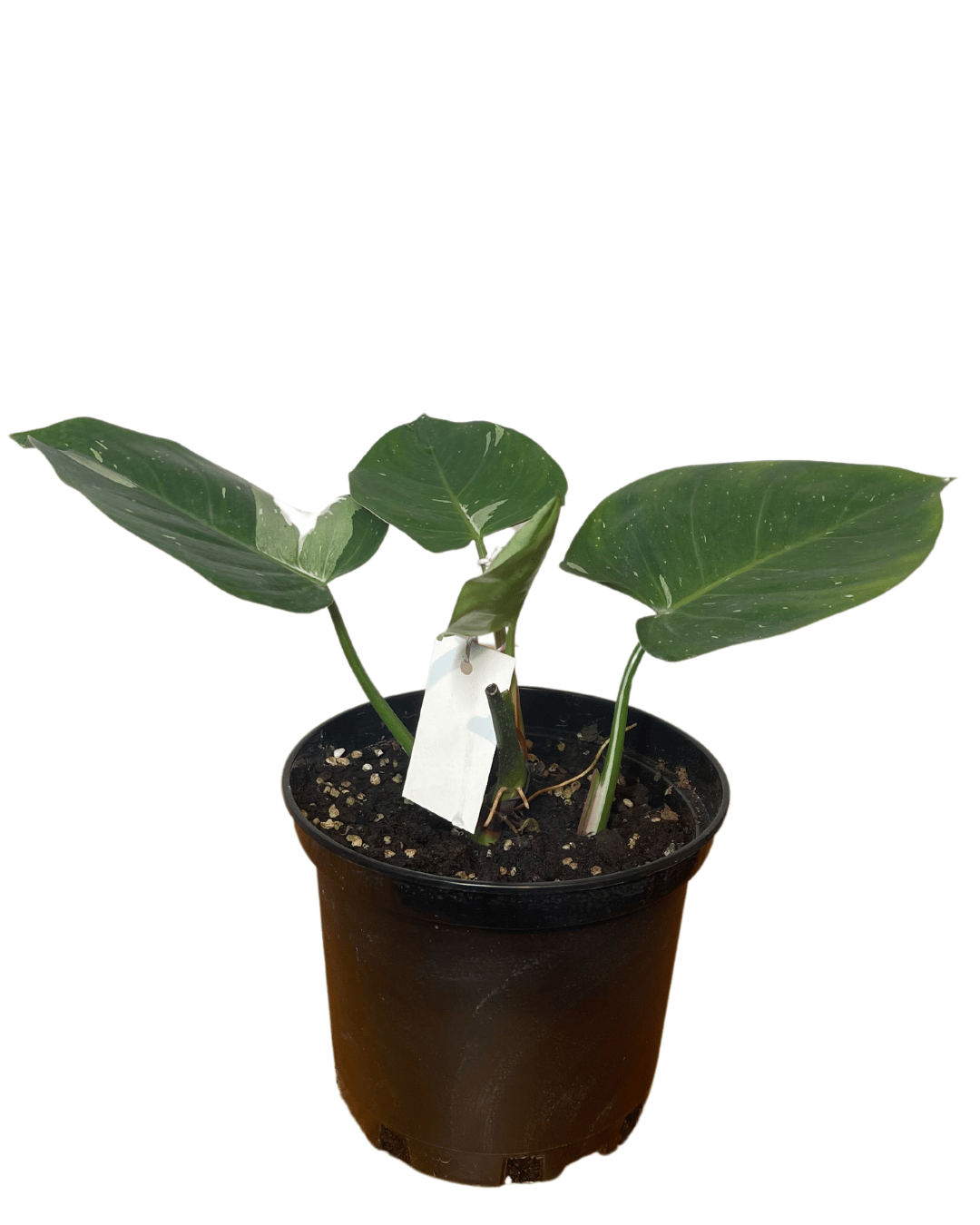 Philodendron White Princess