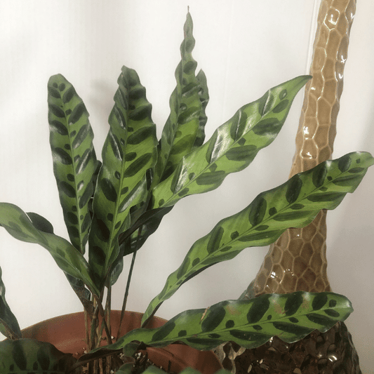 Calathea Lancifolia "Cocodrilo"