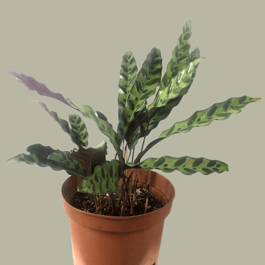 Calathea Lancifolia "Cocodrilo"