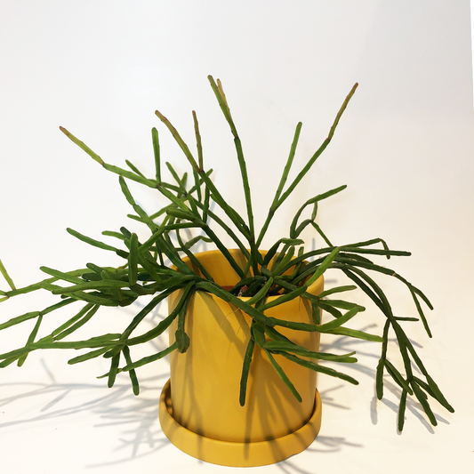 Cactus Rhipsalis