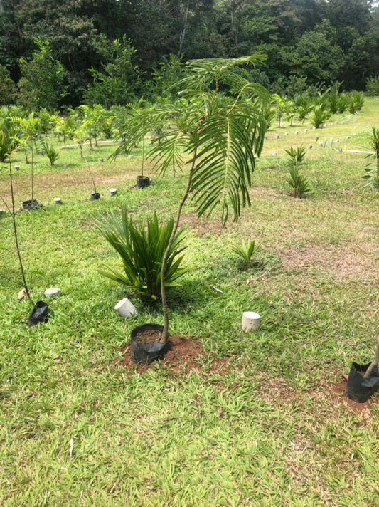 Plantón de Cojoba Arborea "lorito"