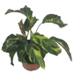 Calathea Louisae, Fusión Amarilla, Belleza Thai