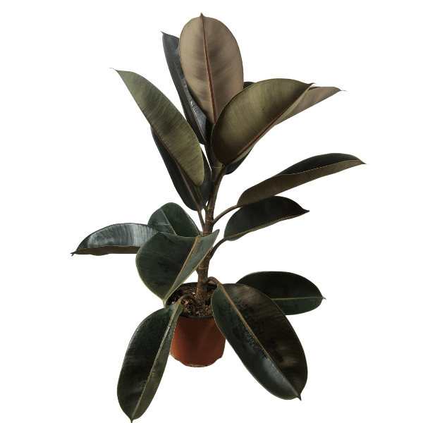 Ficus Elástica