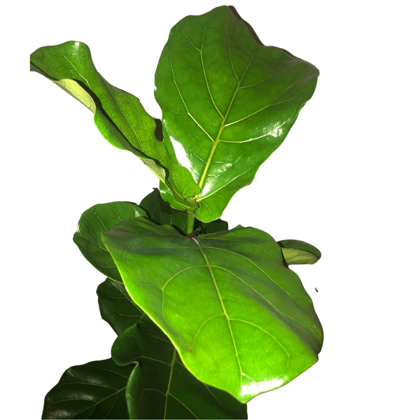 Ficus Lyrata de 1m de alto