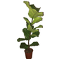 Ficus Lyrata de 1m de alto