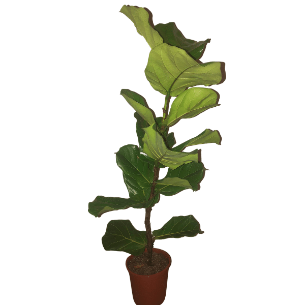 Ficus Lyrata de 1m de alto