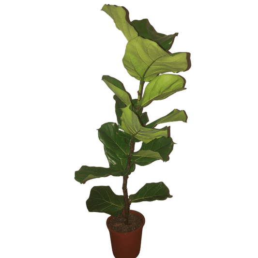 Ficus Lyrata de 1m de alto