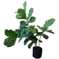 Ficus Lyrata Large