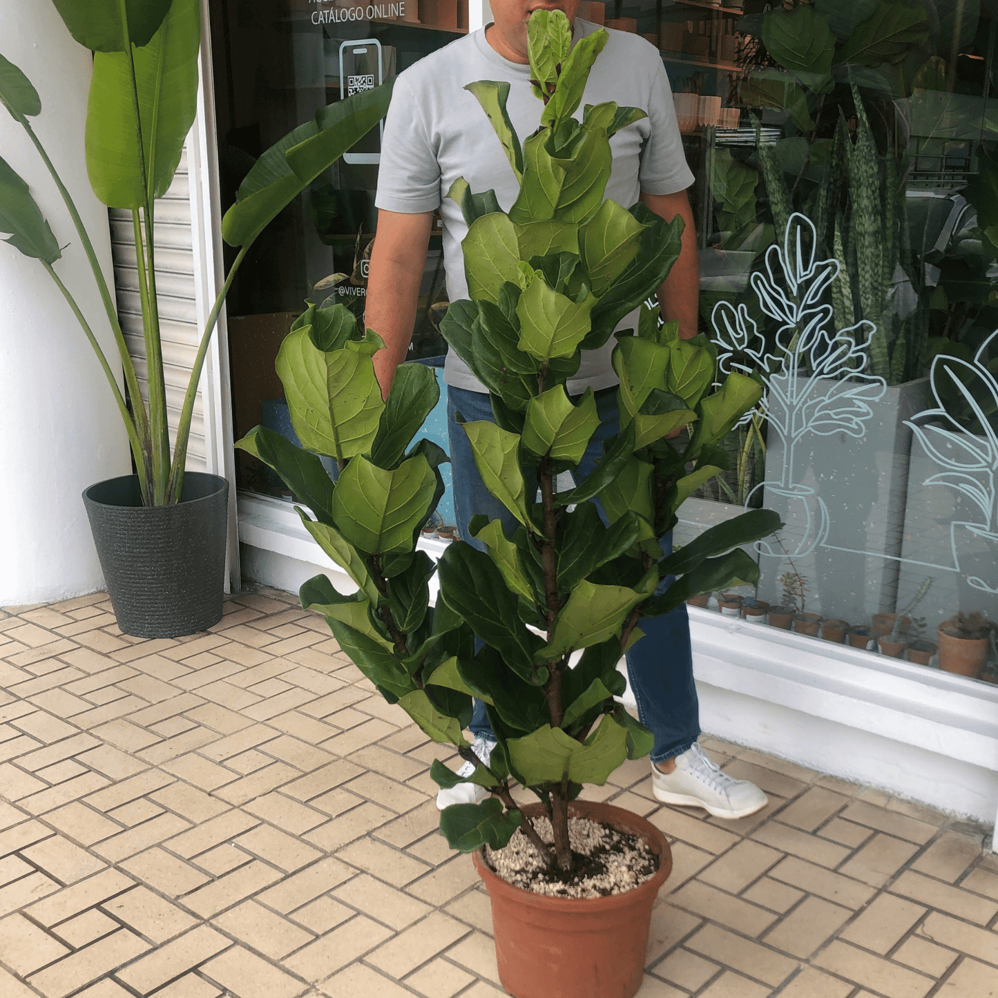 Ficus Lyrata Large