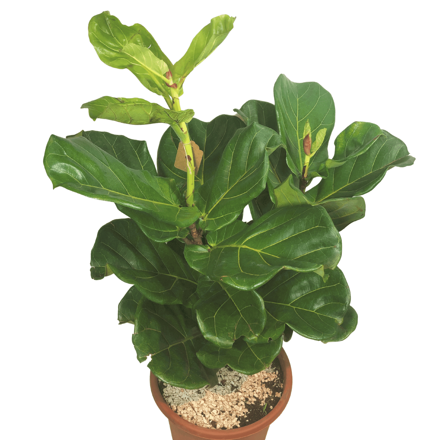 Ficus Lyrata Small