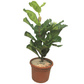 Ficus Lyrata Small