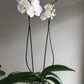 Orquídea de dos varas