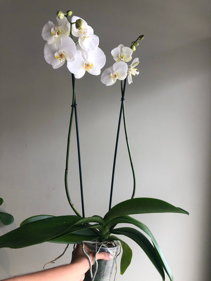 Orquídea de dos varas