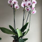 Orquídea Phalaenopsis de 3 Varas Florales