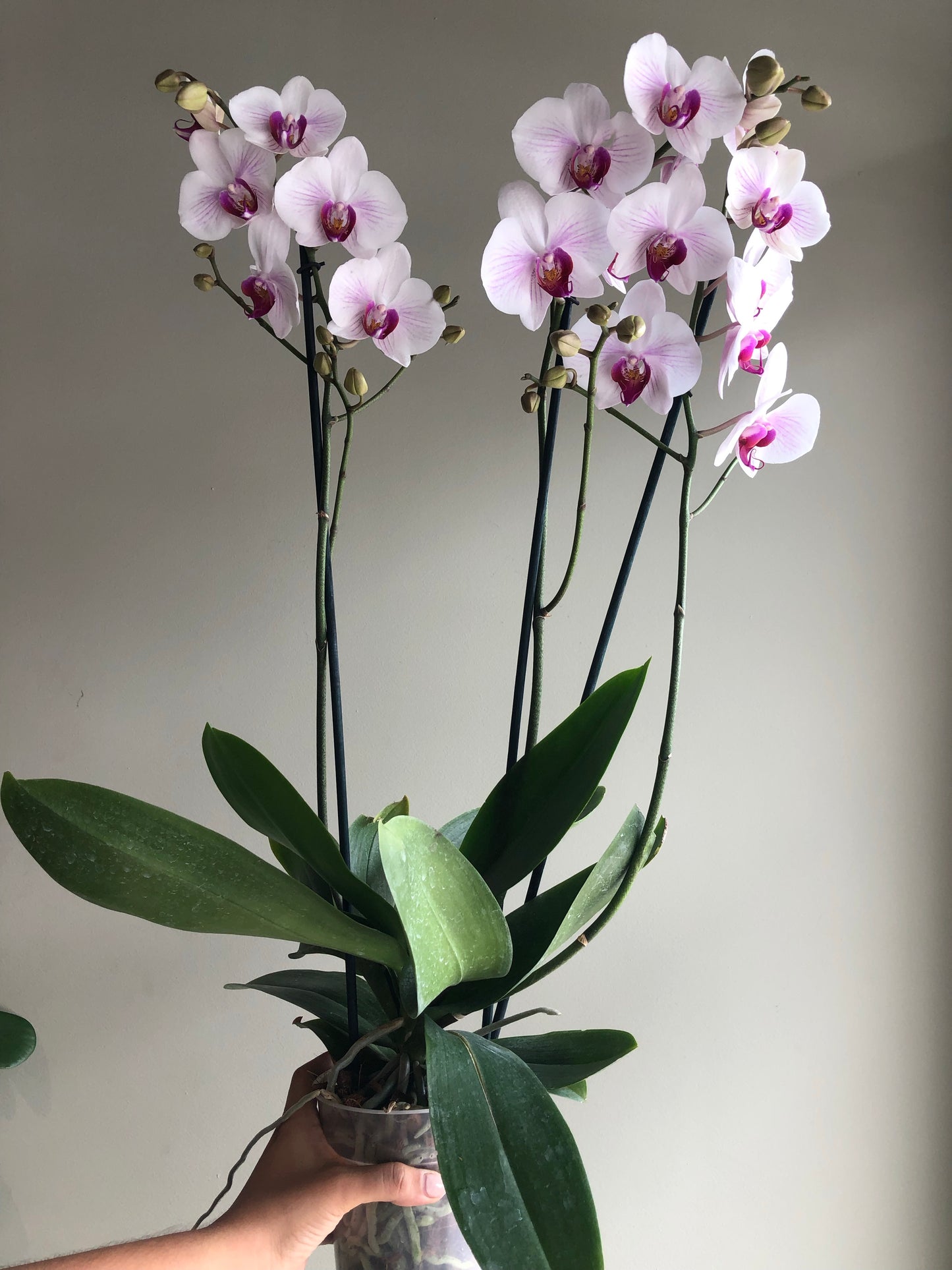 Orquídea Phalaenopsis de 3 Varas Florales