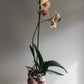 Orquídea Phalaenopsis 1 Vara