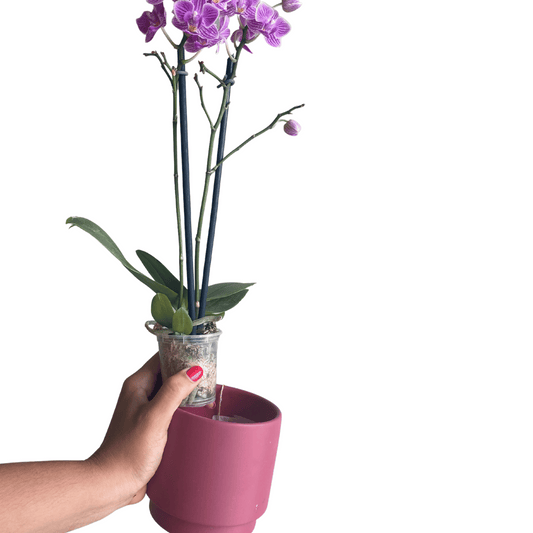 Orquídea Petite Morada en Maceta Raspberry