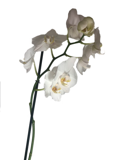Orquídea Phalaenopsis 1 Vara