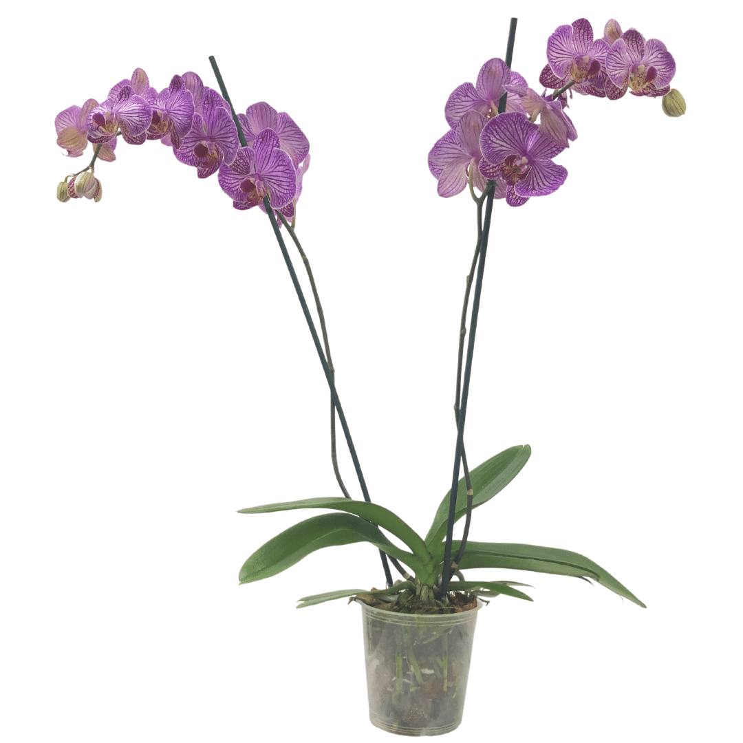 Orquídea de dos varas