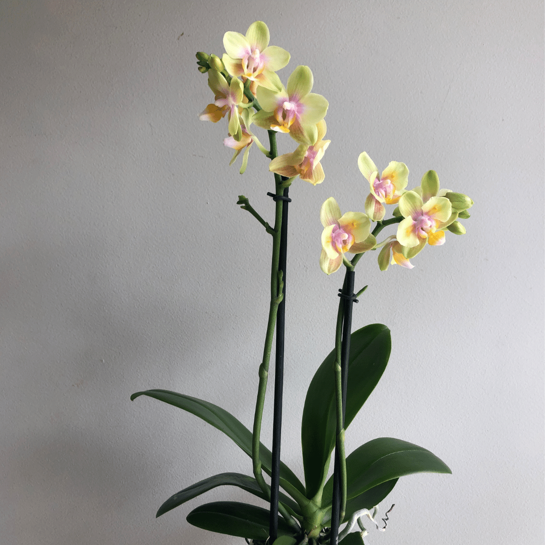 Orquídea Phalaenopsis Multiflora Medium: Belleza Exótica y Elegancia Floral