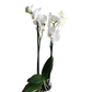 Orquídea Phalaenopsis Multiflora Medium: Belleza Exótica y Elegancia Floral