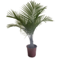 Palma Majestuosa "Ravenea Rivularis"