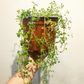 Pilea Depressa "lentejita"