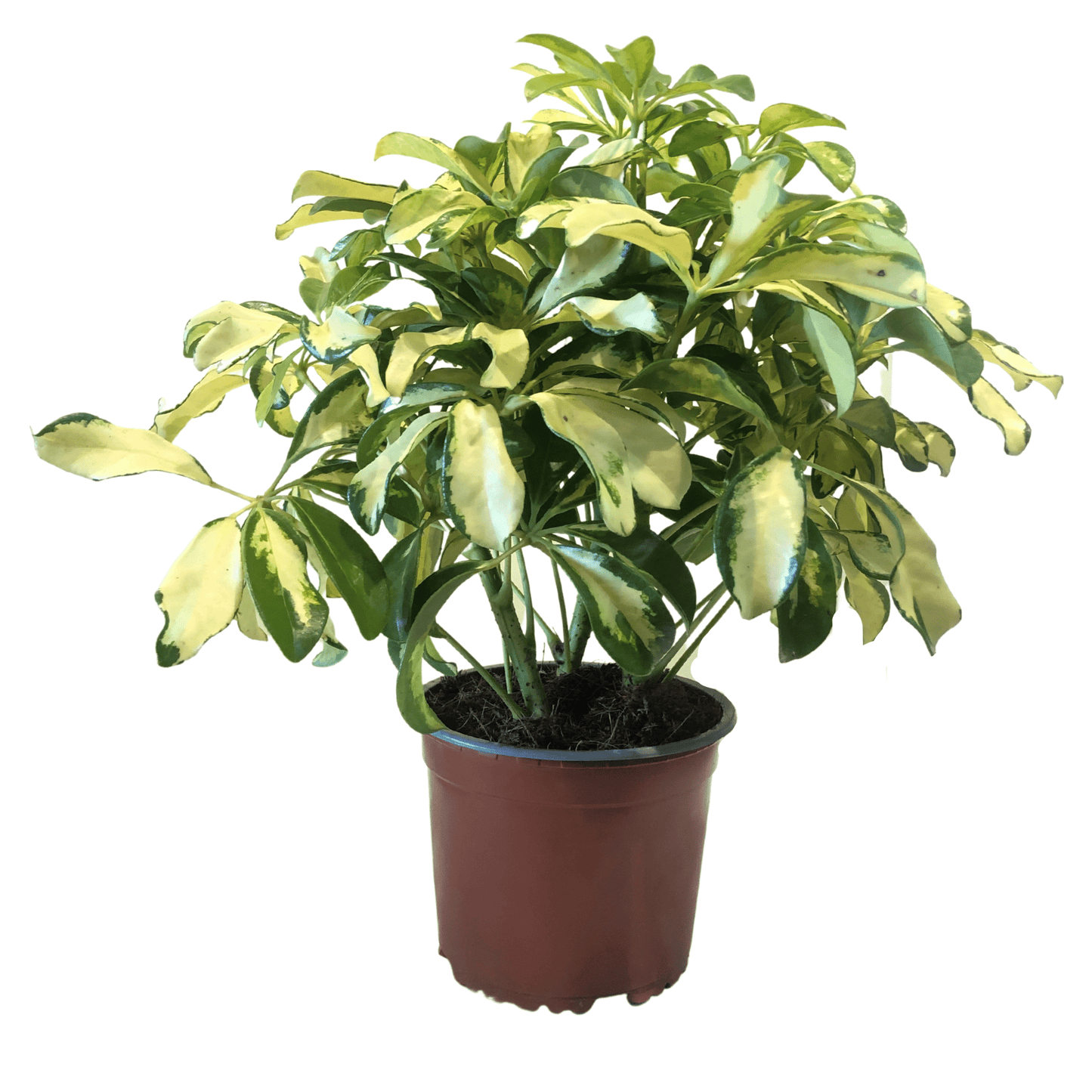 Schefflera Matizada