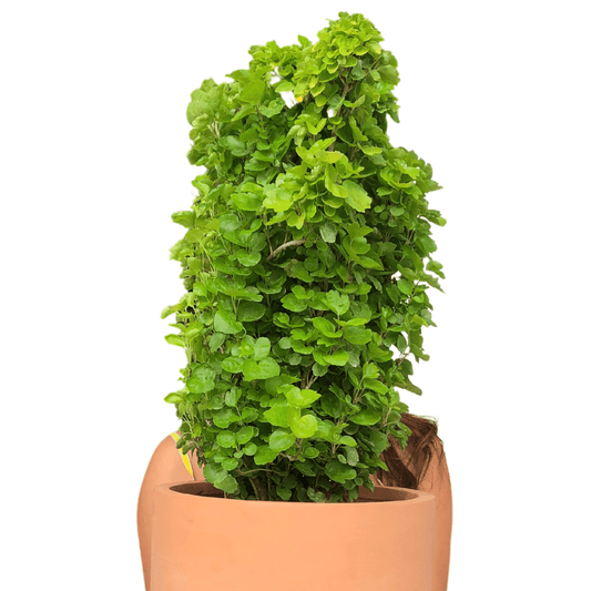 Polyscias Crispata (Aralia)