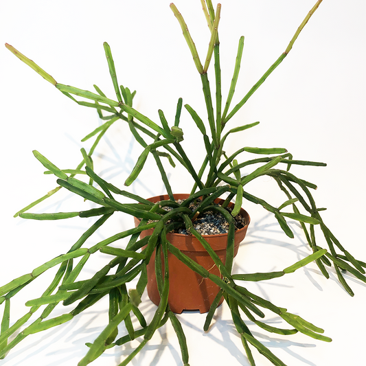 Cactus Rhipsalis